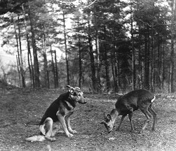 Geschichte-Haustier2 Geschichte-Haustier2