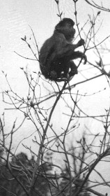Geschichte-Haustier4_ Geschichte-Haustier4_