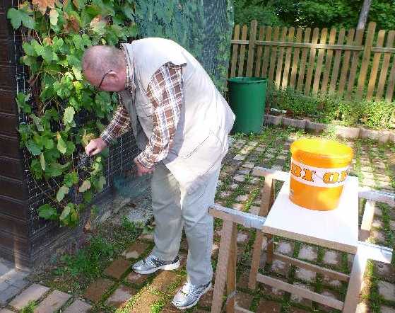 Der Chef, Jochen Ternette bei der Weinlese